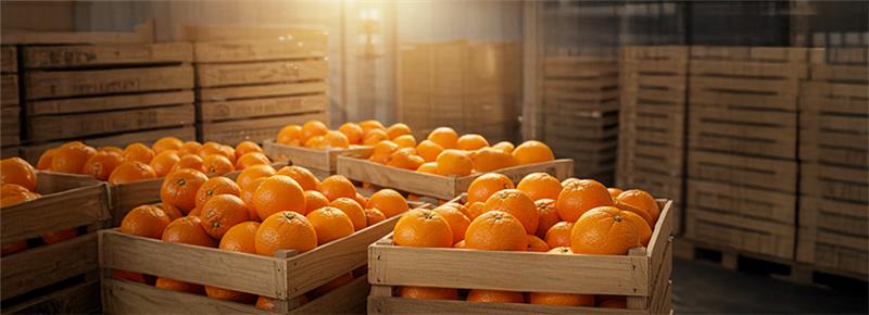 10 Reasons to Buy Egyptian Oranges from PEI Trade