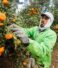 10 Reasons to Buy Egyptian Oranges from PEI Trade