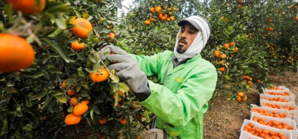 Egyptian Oranges from PEI Trade