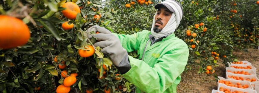 Egyptian Oranges from PEI Trade