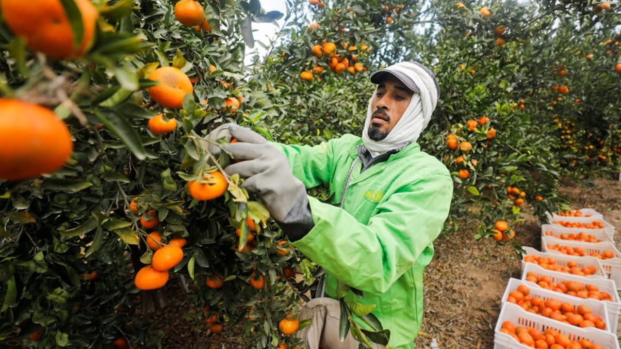 Egyptian Oranges from PEI Trade