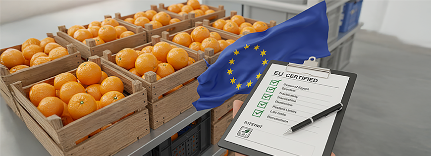 How to Export Egyptian Oranges to the EU Market