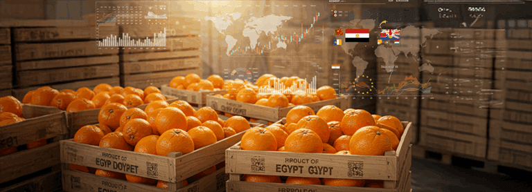 Orange Export by PEI Trade – Best Egyptian Orange in 2025