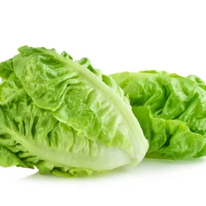 Lechuga Egipcia Premium – Fresca y Crujiente para Exportación Global