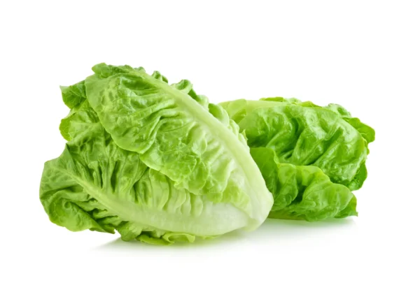 Lechuga Egipcia Premium – Fresca y Crujiente para Exportación Global