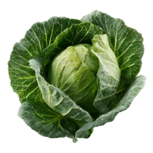 Cabbage
