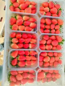 Brasil: a potência egípcia em morangos congelados