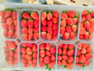 Malaysia: Rekordleistungen am Wachstumsmarkt