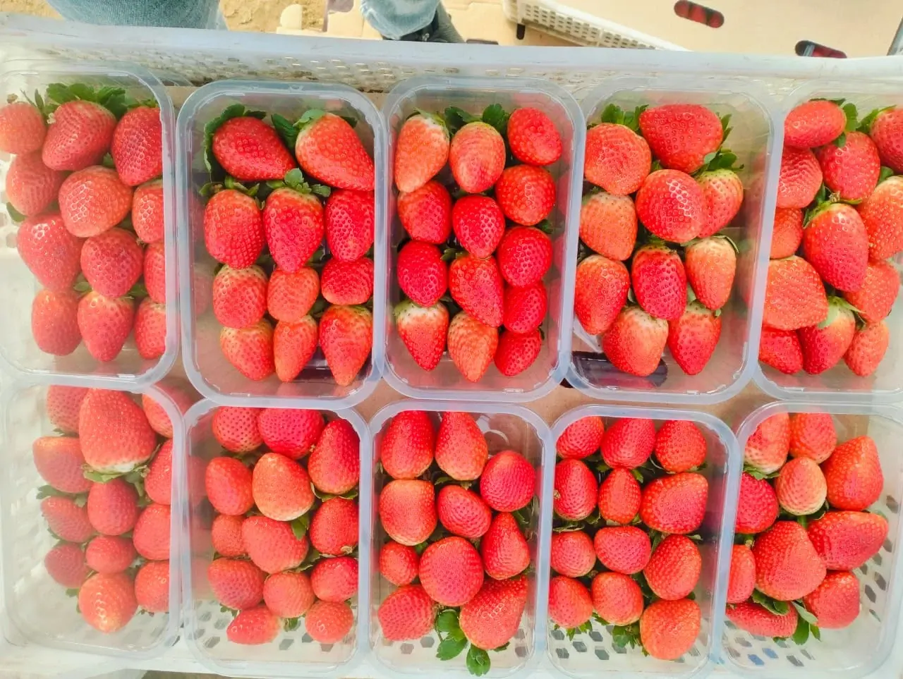 Malesia: performance da record