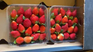 Mısır’dan Taze Çilekler: B2B İthalat Çözümü