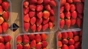 Fresas frescas de Egipto para importadores B2B
