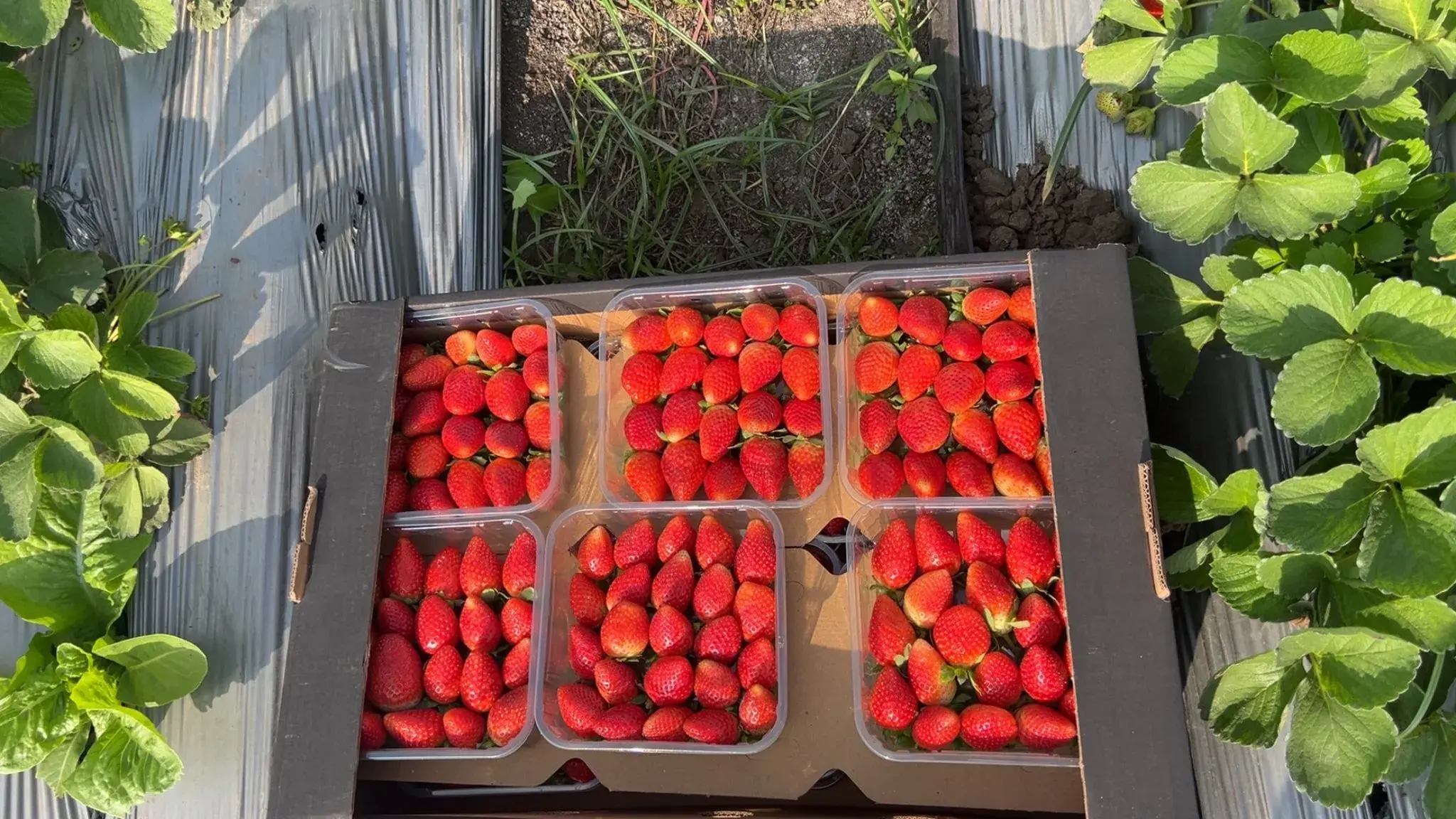 Exploring New Markets: Egypt's Strawberry Export Expansion to Brazil and Malaysia