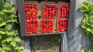 Свежая клубника из Египта для B2B-импортёров