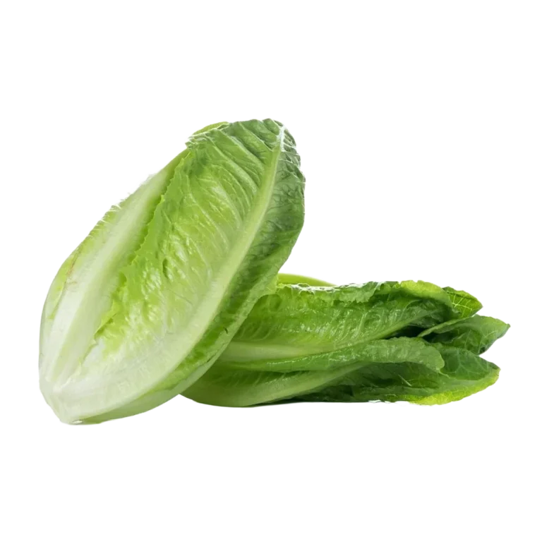 Specifiche di esportazione della lattuga egiziana: calibri iceberg, refrigerazione e stagione 7 Egyption Lettuce