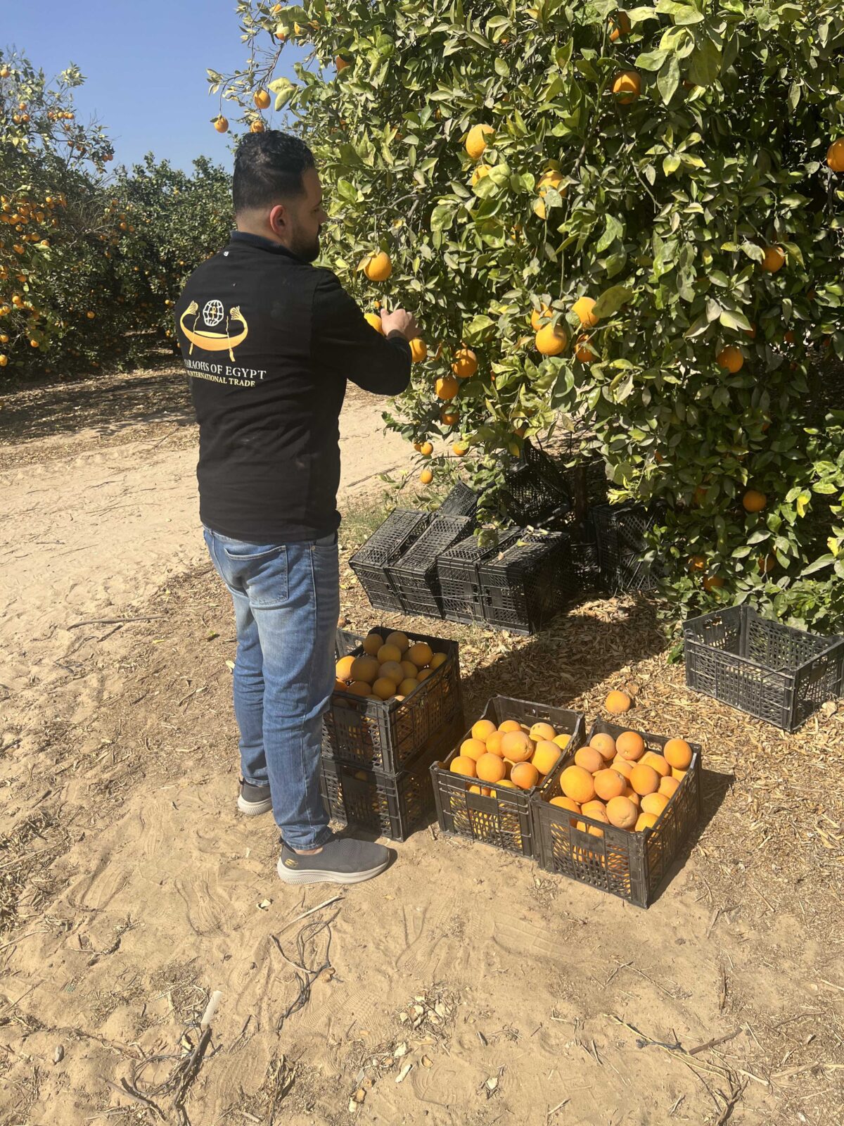 Egyptian Valencia oranges graded in the packhouse against the citrus season calendar