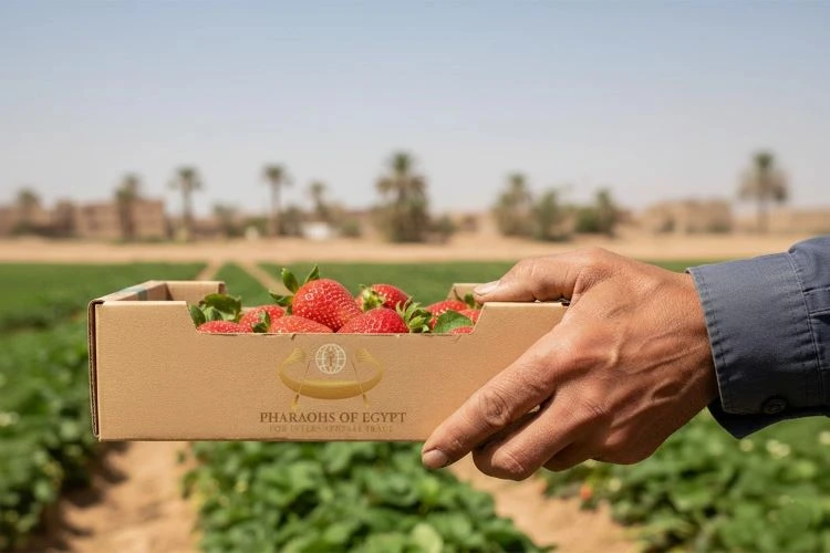 Anforderungen für den Erdbeerexport aus Ägypten