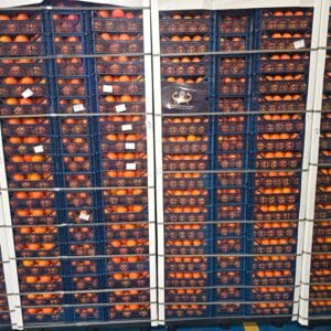 Arance egiziane premium (Valencia): standard per l’industria del succo