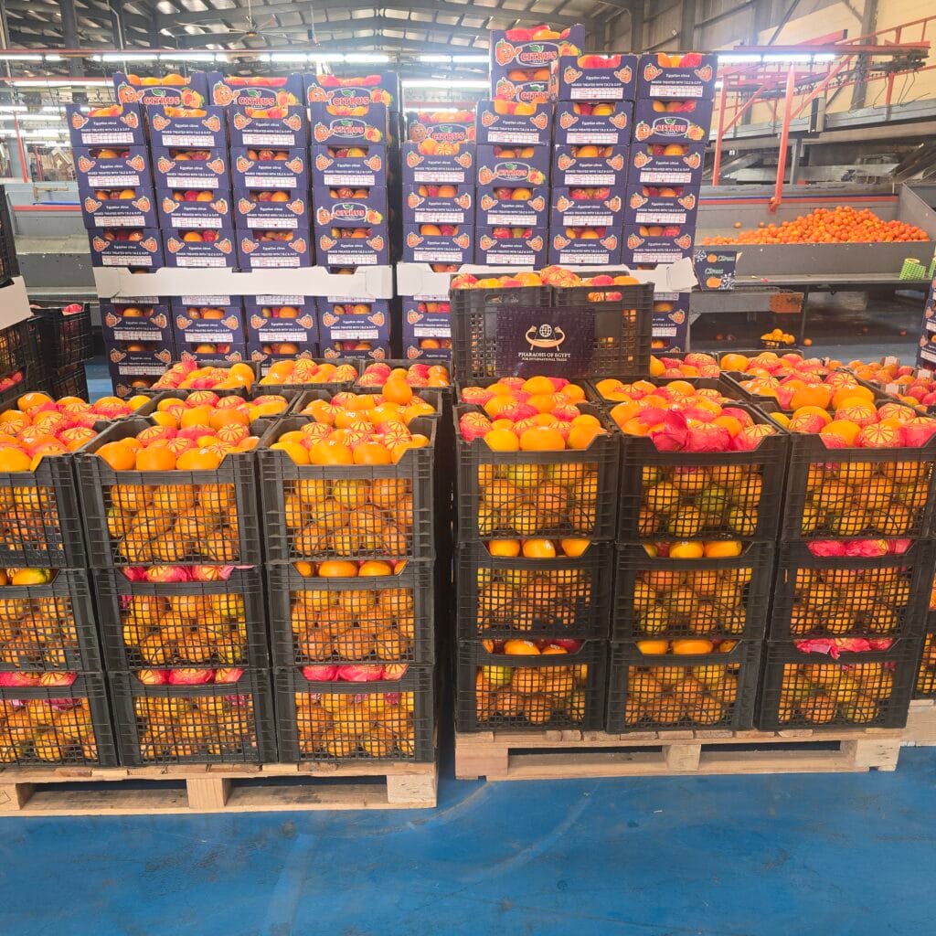 Premium Egyptian Citrus Varieties: Specifications for Importers
