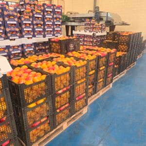 Ägyptische Orangen importbereit: Aktuelle Verfügbarkeit & Versand