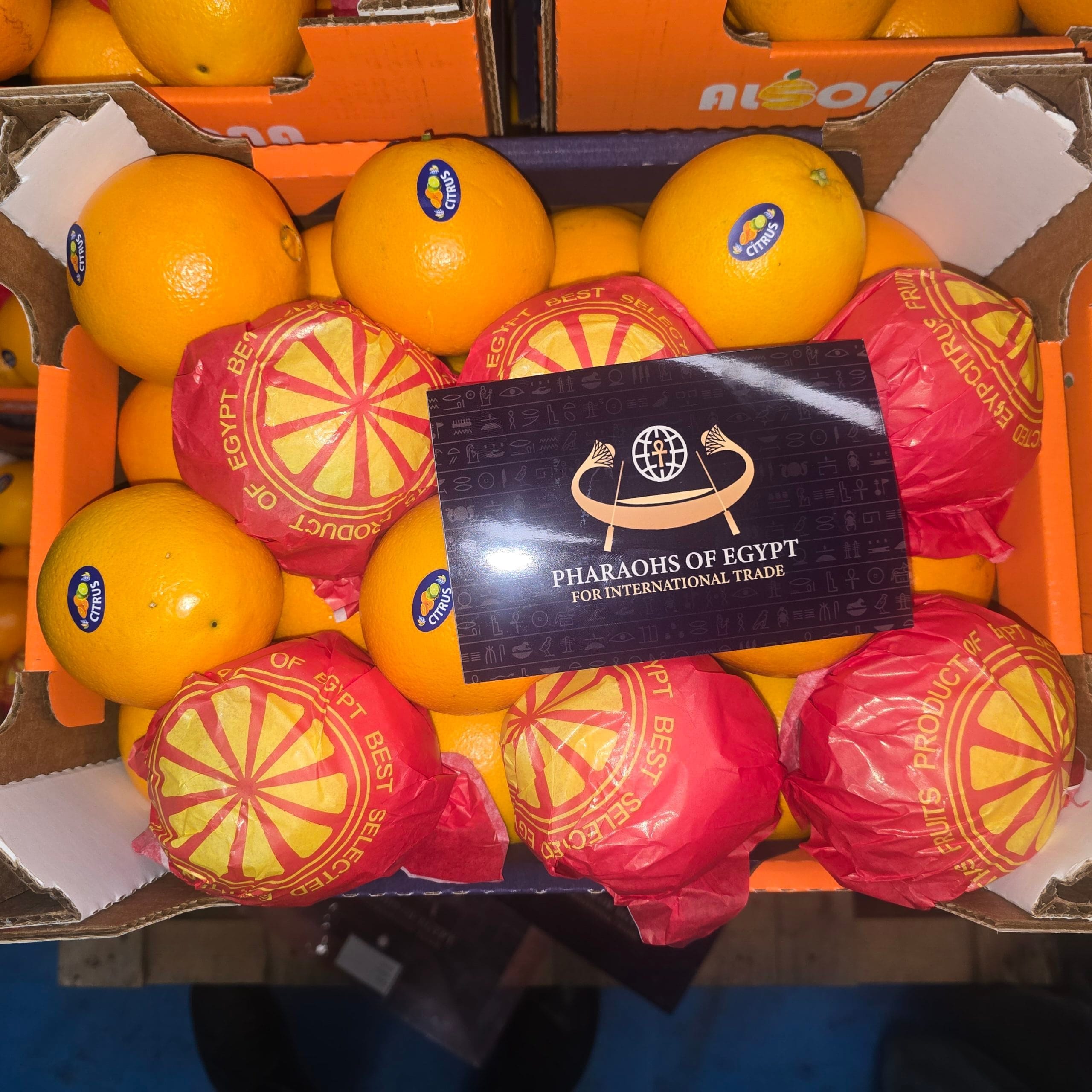 Regolamenti UE per agrumi egiziani - Navel vs Valencia: Guida all'importazione di arance egiziane 2025