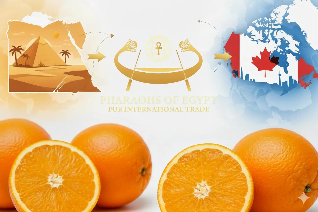 Egyptian Orange Exports to Canada Hit Record in 2025