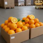 Navel vs Valencia Egyptian Orange Import Guide 2026