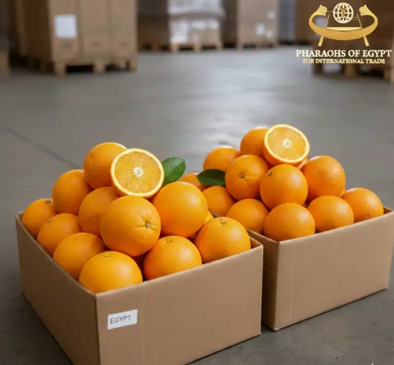 Navel vs Valencia Egyptian Orange Import Guide 2026