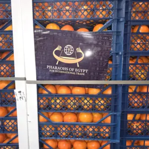 Orangen aus Ägypten verschiffen: Logistik & Kühlkettenmanagement