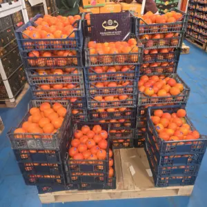 Shipping Oranges from Egypt: Logistics & Cold Chain Management