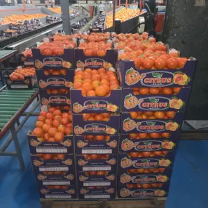 Wholesale price Egyptian oranges 2025: what the market signals tell you - Navel vs Valencia: Egyptian Orange Import Guide 2025 