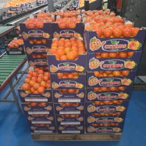 Prezzi all’ingrosso delle arance egiziane: costo in tempo reale per importatori