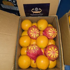 Oranges égyptiennes premium (Valencia) : standards de l’industrie du jus