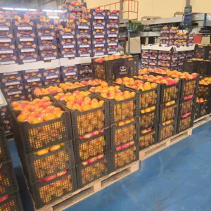 Египетские апельсины готовы к импорту: актуальная доступность сезона и отгрузки