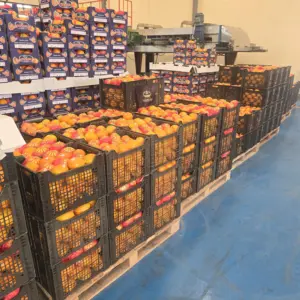 Mısır Portakalı Toptan Fiyatları: İthalatçılar İçin Anlık Maliyet Dinamikleri