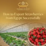 Export Strawberries from Egypt: Key Steps for 2025