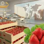 2026 İçin Yeni Çilek İhracat Talimatlarını Yürürlüğe Koydu