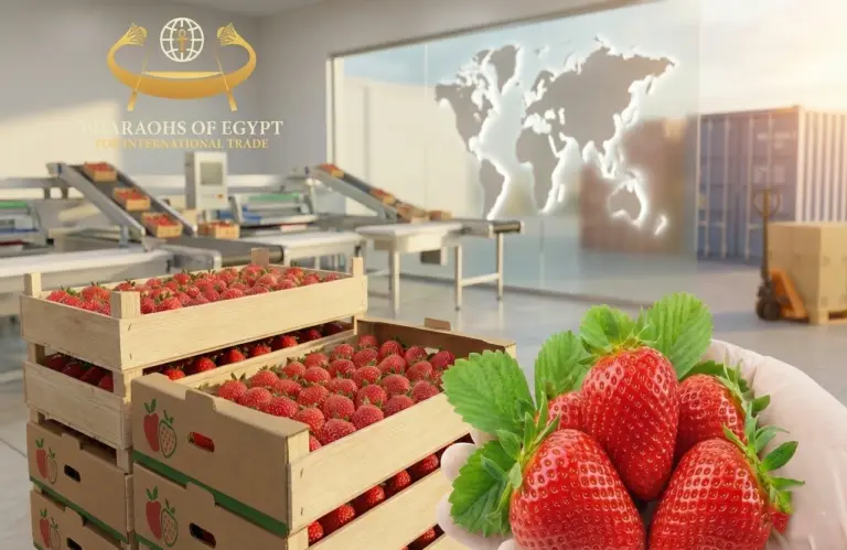 Egypt Introduces New Strawberry Export Instructions for 2026 8 2026 İçin Yeni Çilek İhracat Talimatlarını Yürürlüğe Koydu