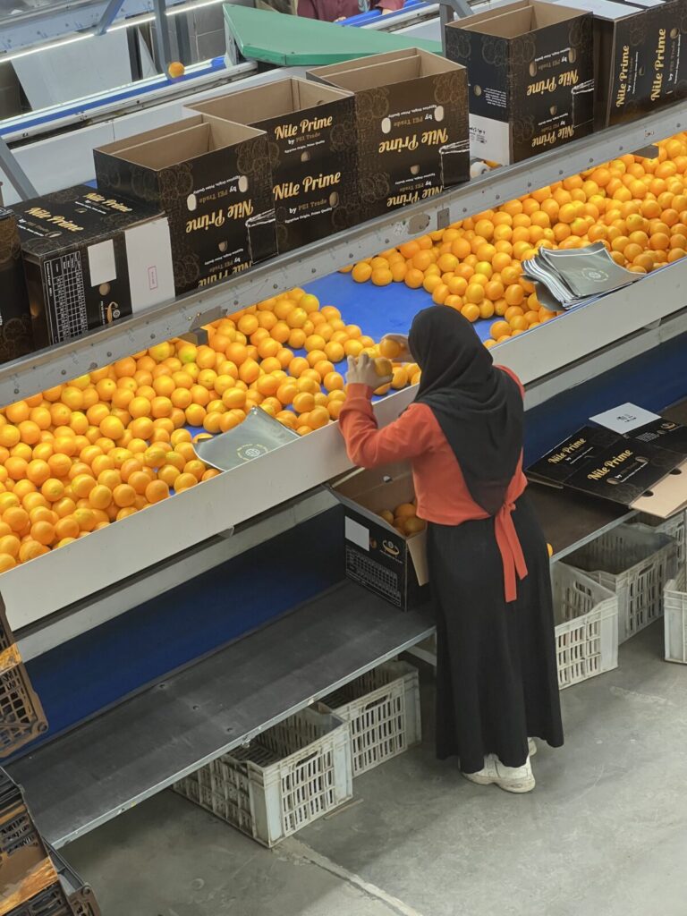 Egyptian Orange Exports 2026: PEI Trade Closes Record Season as Nile Prime Becomes Egypt's #1 Citrus Brand 4 Nile Prime Navel and Valencia Egyptian oranges side by side showing color and size grading