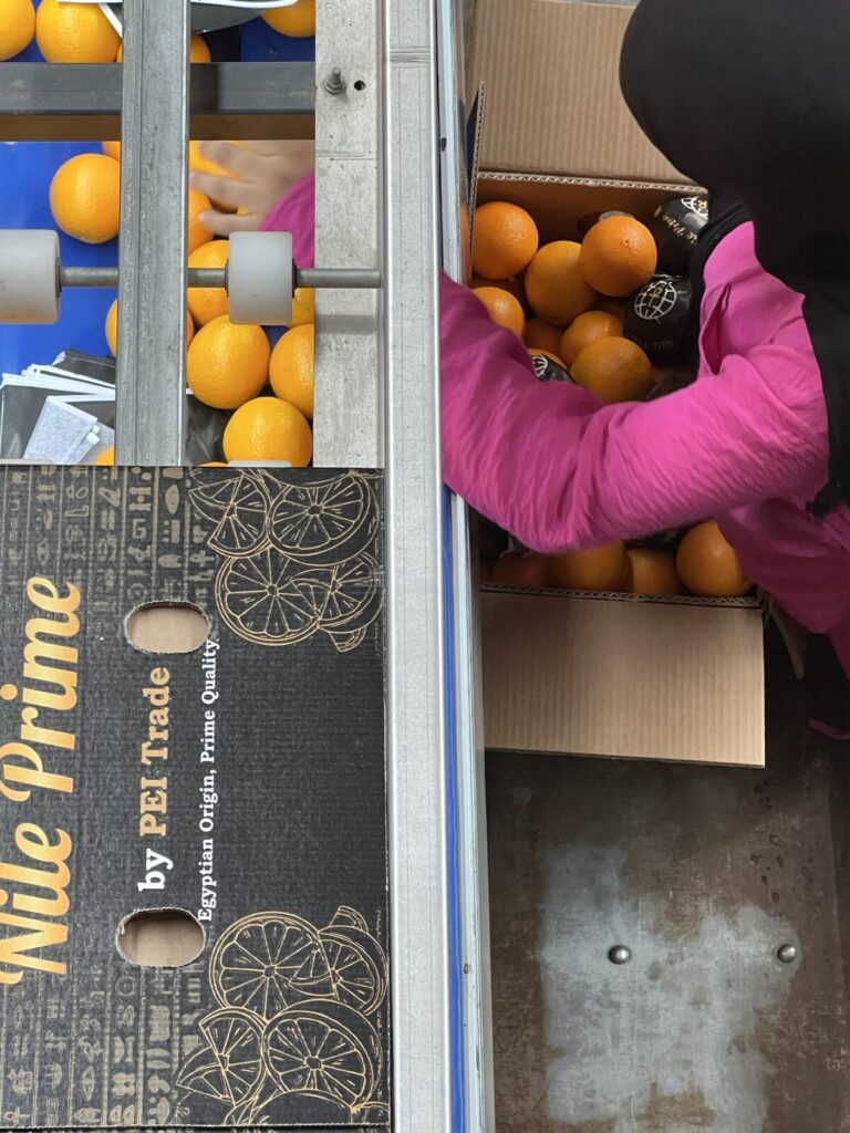 Egyptian Orange Exports 2026: PEI Trade Closes Record Season as Nile Prime Becomes Egypt's #1 Citrus Brand 2 Quality grading of Nile Prime Egyptian oranges in HACCP-certified packing facility