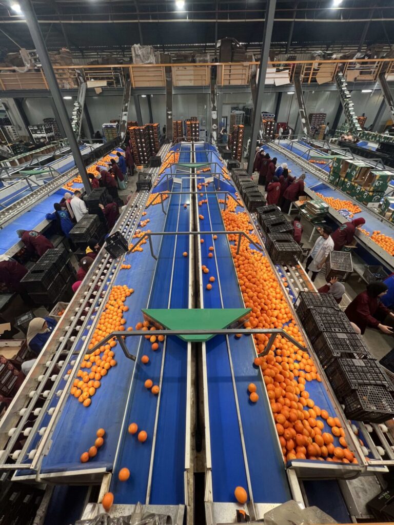 Egyptian Orange Exports 2026: PEI Trade Closes Record Season as Nile Prime Becomes Egypt's #1 Citrus Brand 1 Nile Prime branded carton of premium Egyptian Navel oranges ready for export