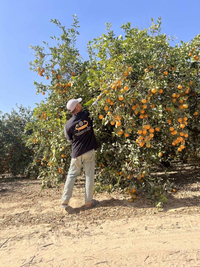 Egyptian Orange Exports 2026: PEI Trade Closes Record Season as Nile Prime Becomes Egypt's #1 Citrus Brand 6 Nile Prime premium Egyptian citrus brand by PEI Trade