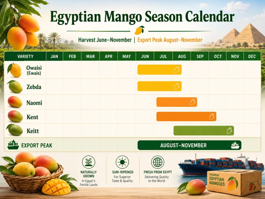 Temporada Mango Egipcio: Calendario de Cosecha y Exportación 2026 1 Calendario de la temporada mango egipcio mostrando los meses de cosecha y exportación por variedad