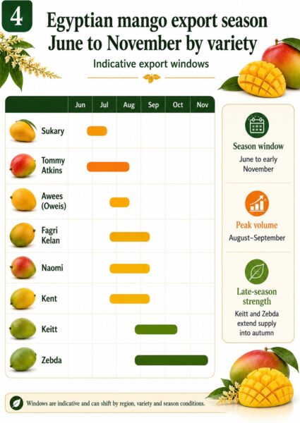 Egyptian Mango Export Report 2026 3 Egyptian mango export season June to November by variety