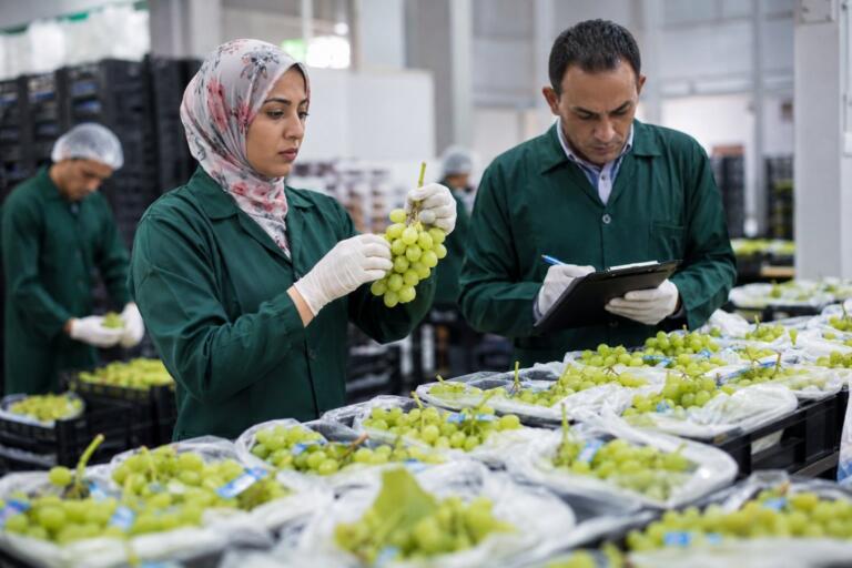 Egipto refuerza los controles basados en ADN sobre las exportaciones ilegales de uva para 2026 4 egypt grape export controls 2026