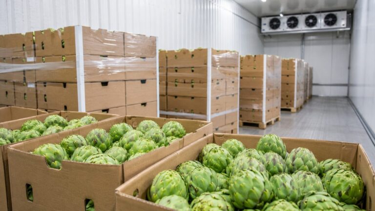 Imballaggio e catena del freddo del carciofo egiziano 8 egyptian artichoke packaging cold chain