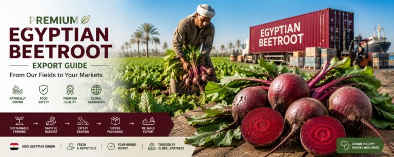 Export ägyptischer Rote Bete: der komplette Leitfaden 1 egyptian beetroot export guide