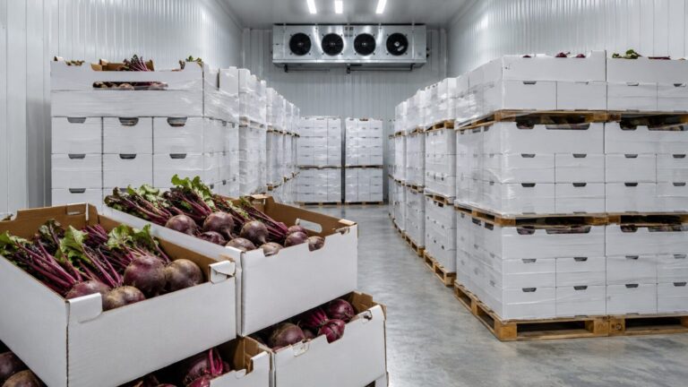 Emballage et chaîne du froid de la betterave égyptienne 11 egyptian beetroot packaging cold chain