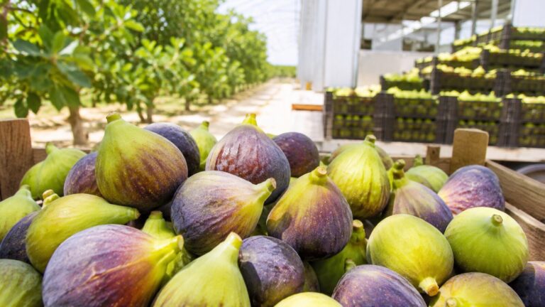Exportación de higos egipcios: la guía completa 11 egyptian figs export guide