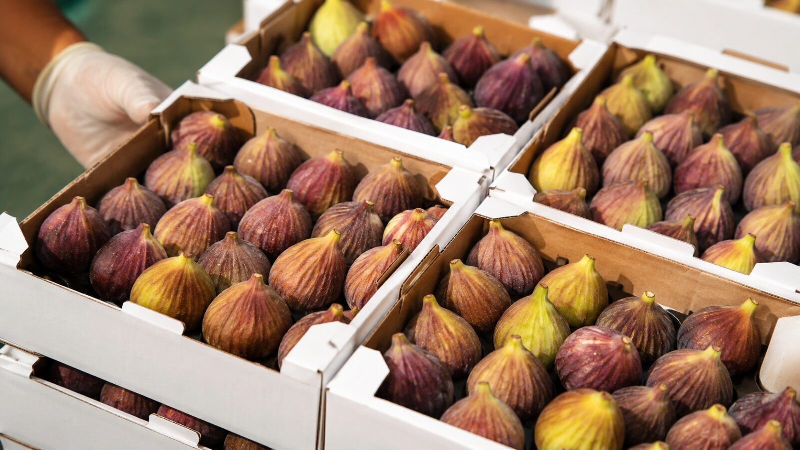 Egyptian Fresh Fig Exports 2026: August Peak, Grades and Handling for Gulf and EU Buyers 1 Fresh Egyptian figs graded for export