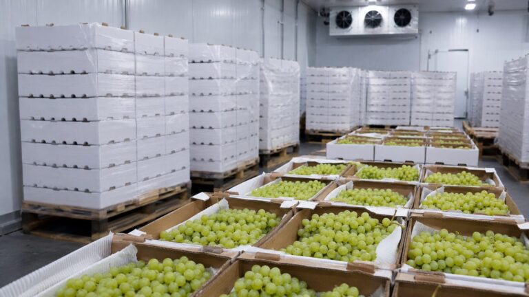 Emballage et chaîne du froid du raisin égyptien 9 egyptian grape packaging cold chain